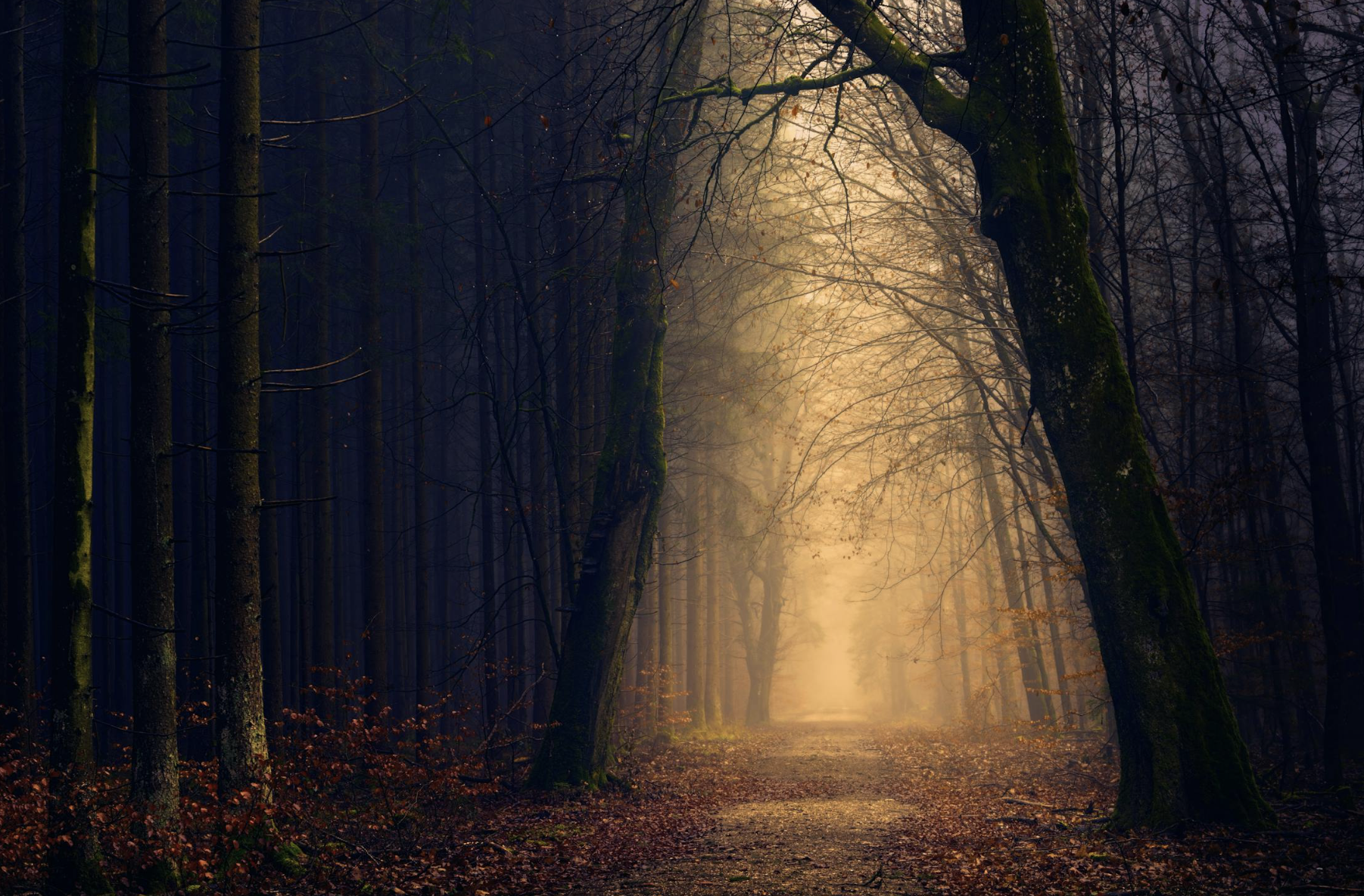 what happens when a starseed dies