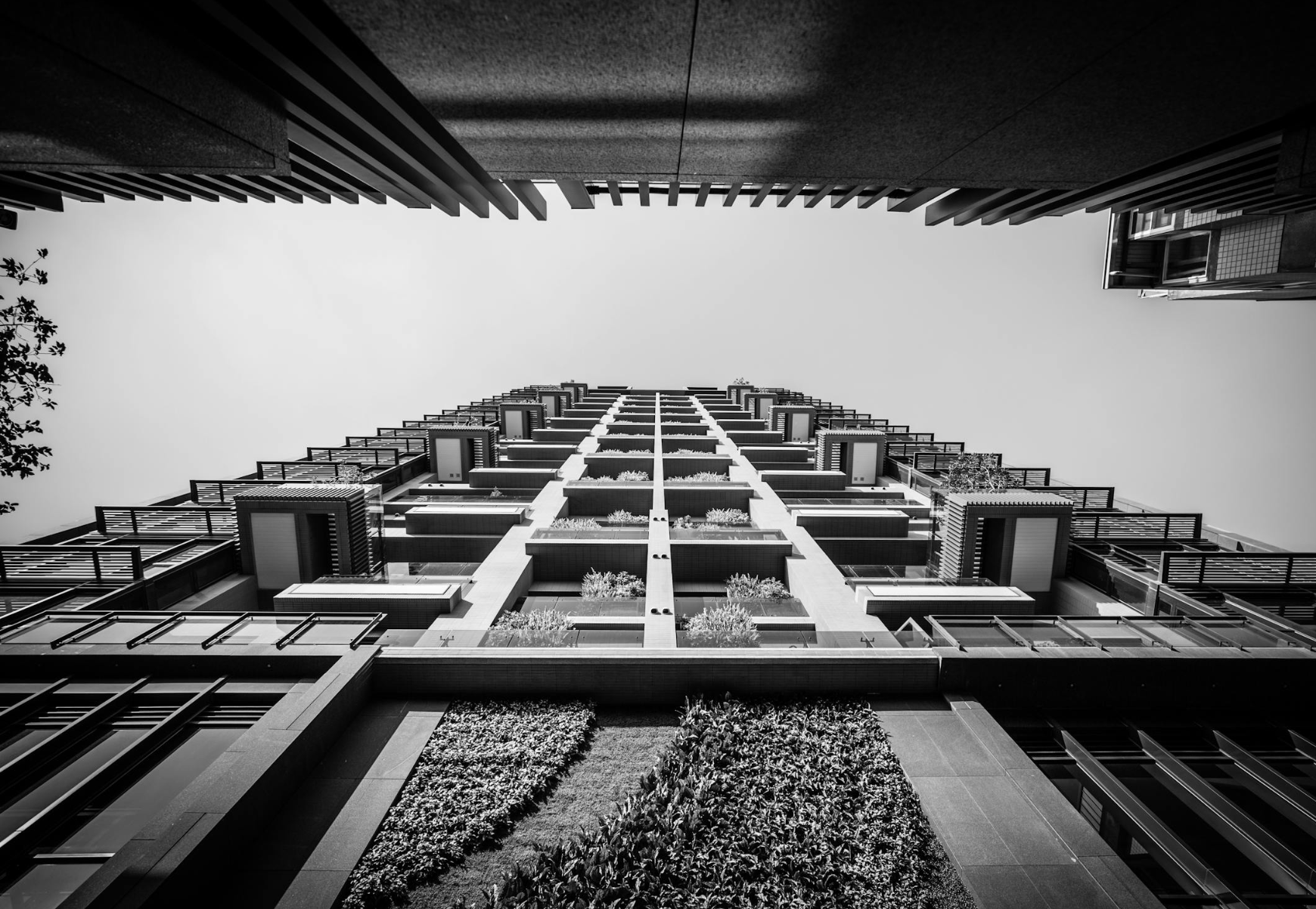 grey starseed lineage