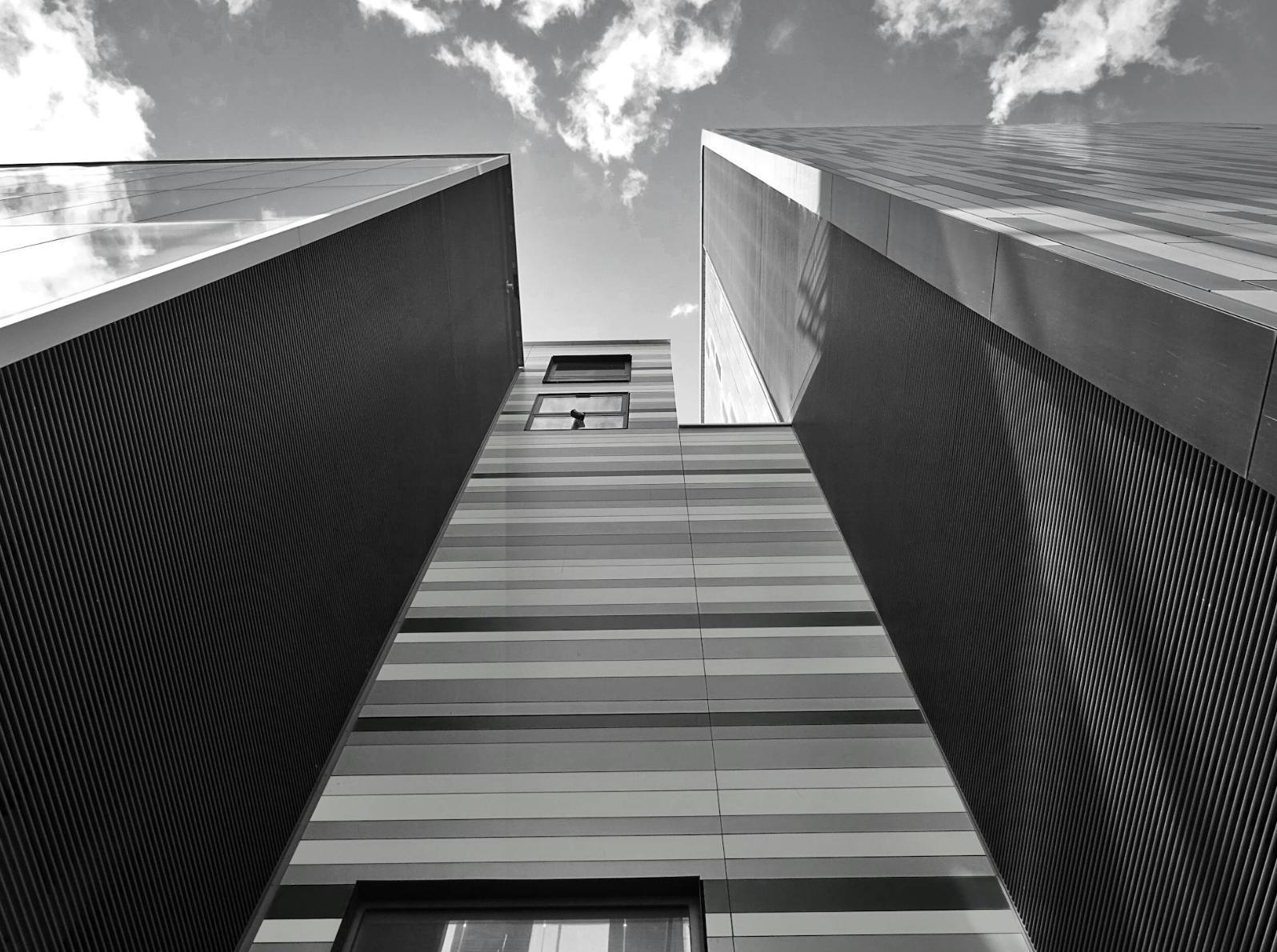 what is a grey starseed