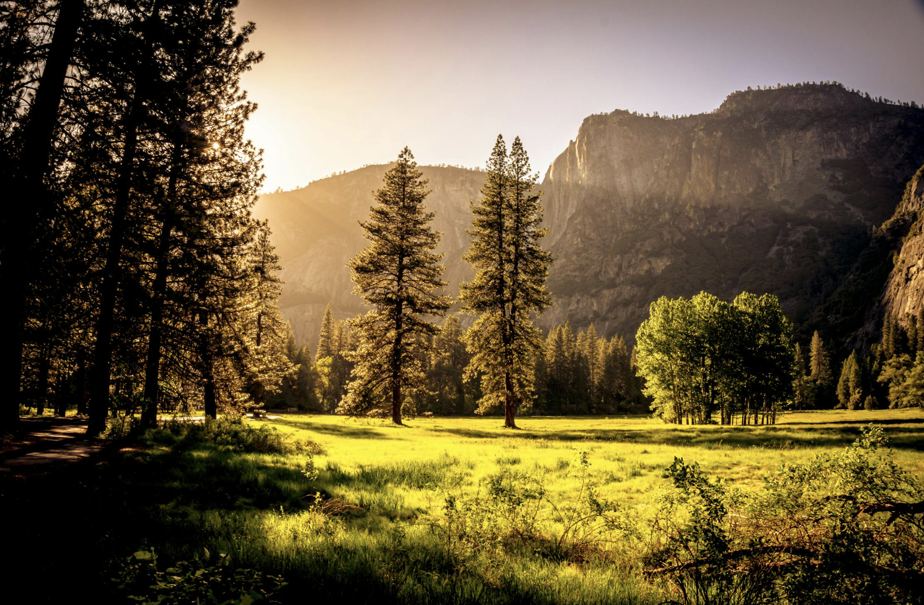 vegan starseed traits