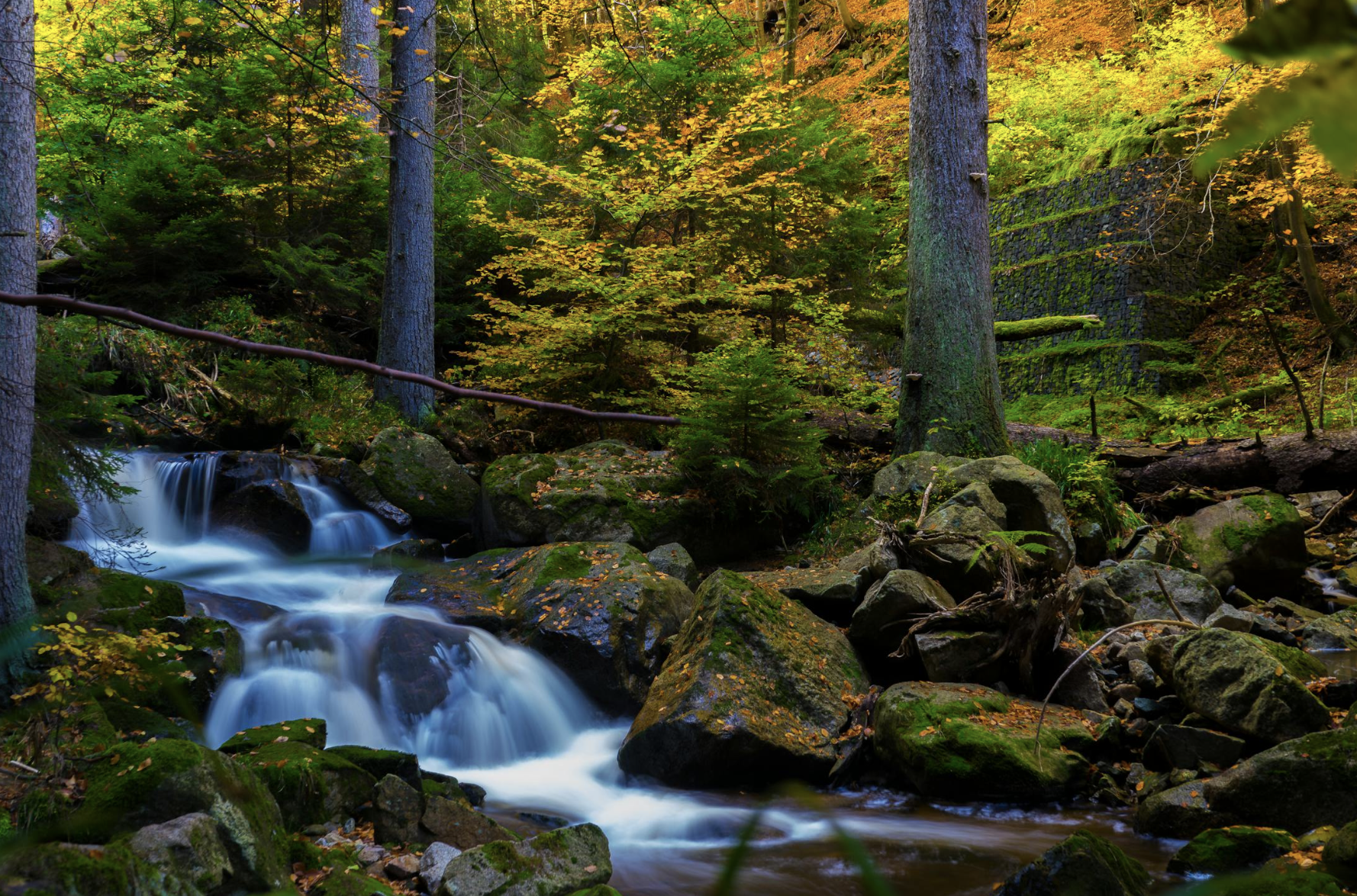 what is a vegan starseed
