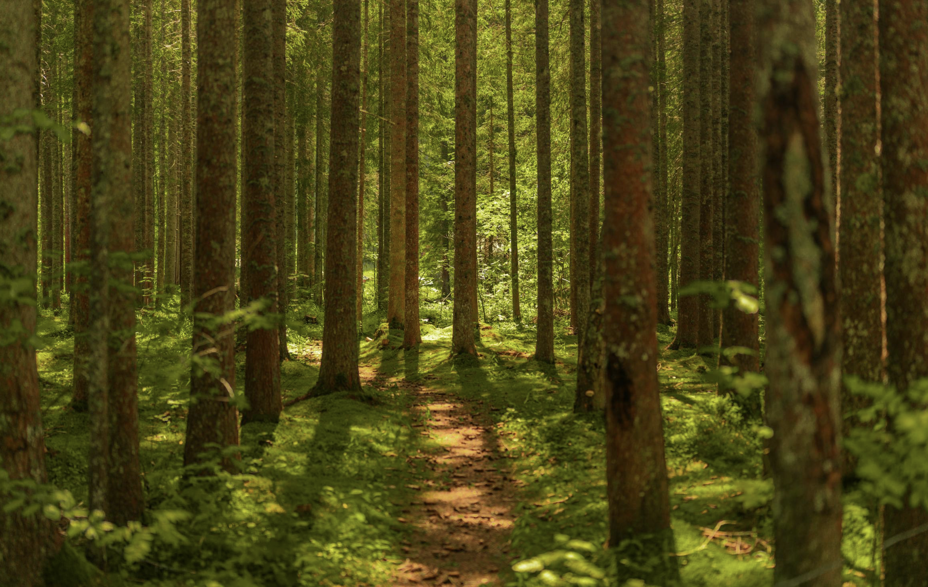 what is a vegan starseed