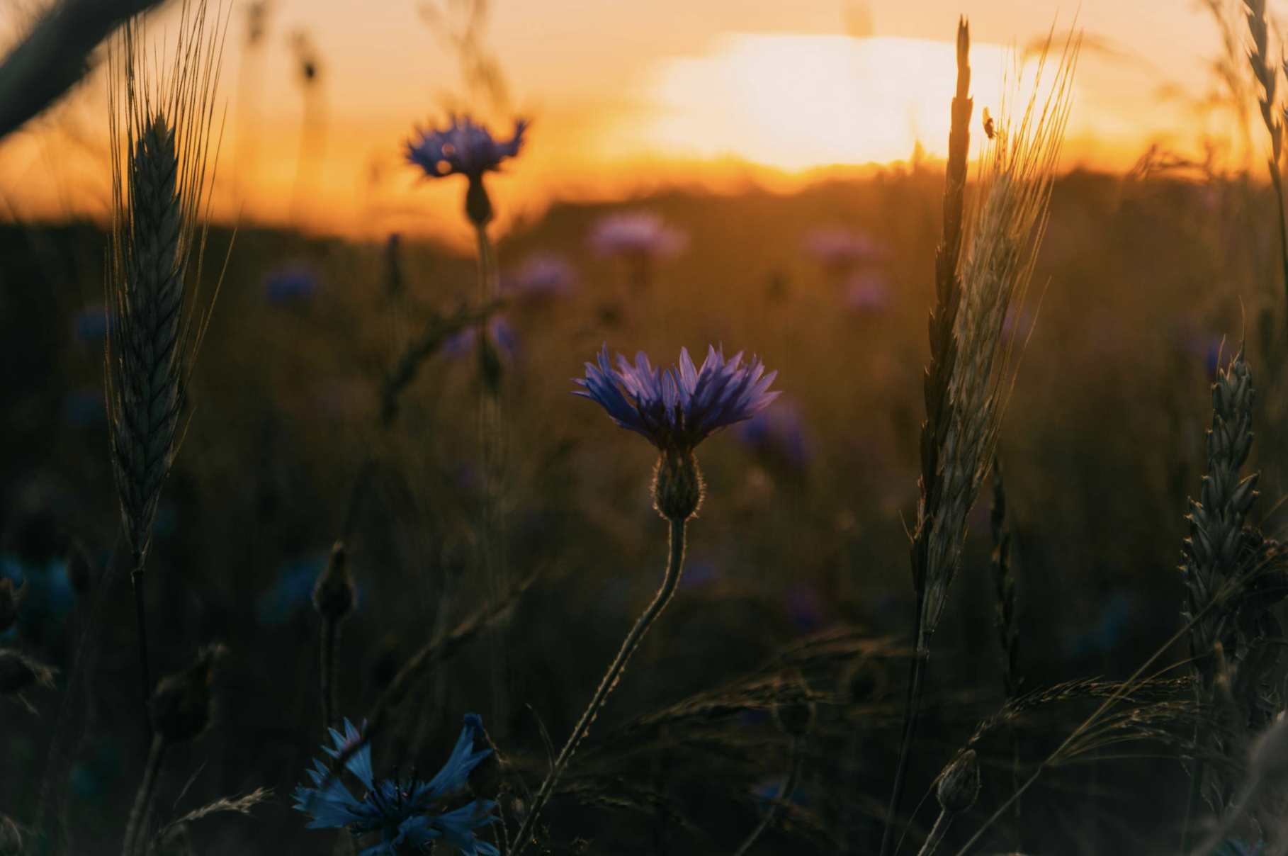 pleiadian star system