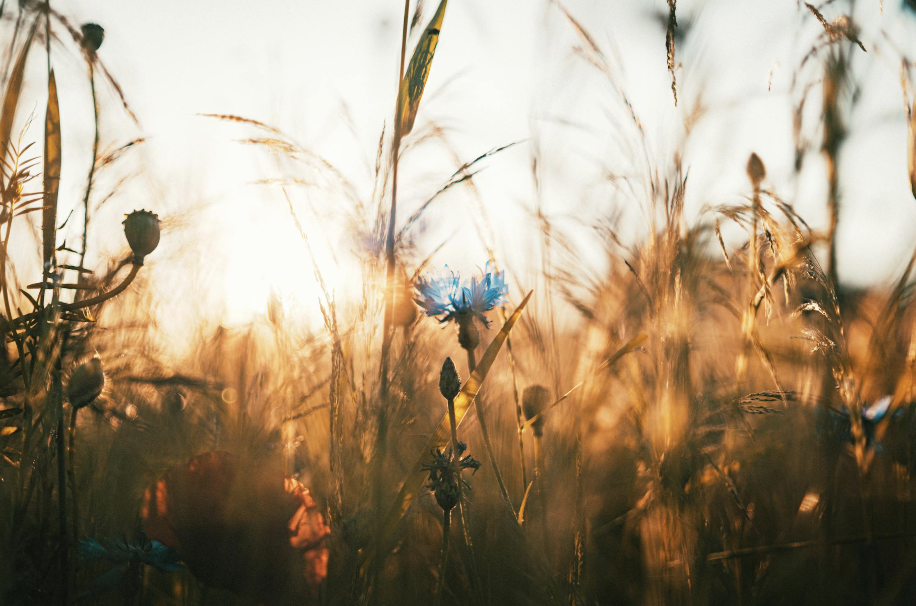 pleiadian star system