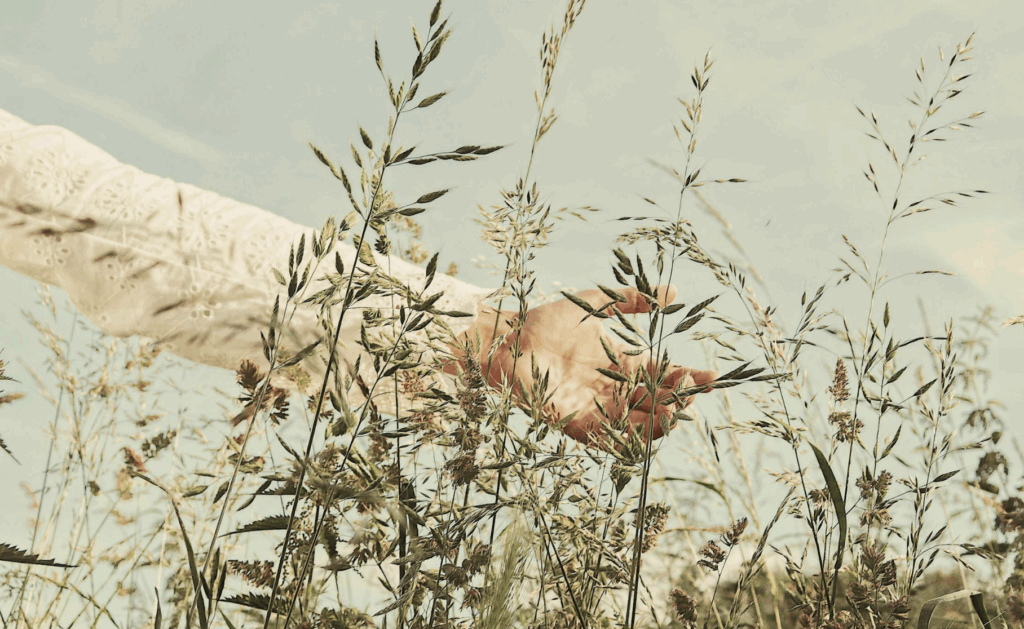 starseed soul mission