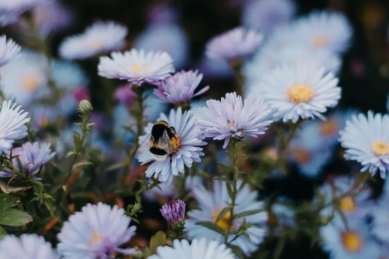 pleiadian star system