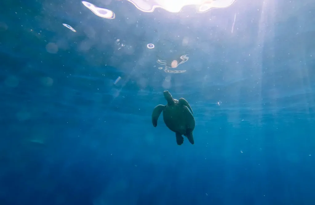 indigo starseed mission