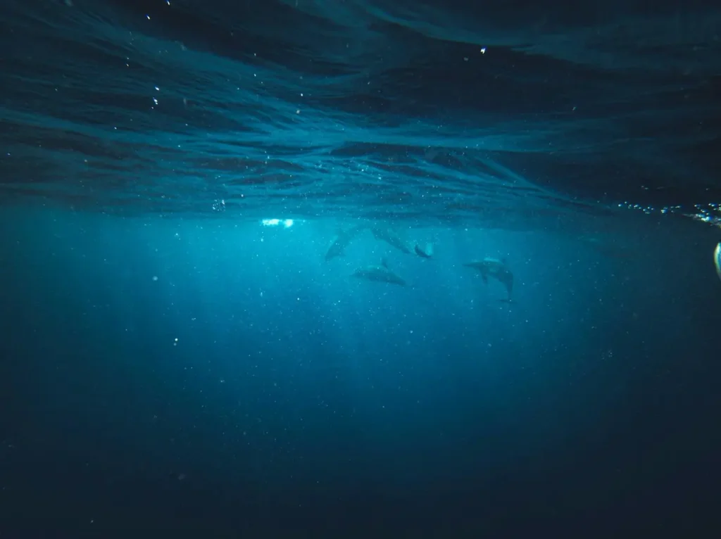 indigo starseed traits