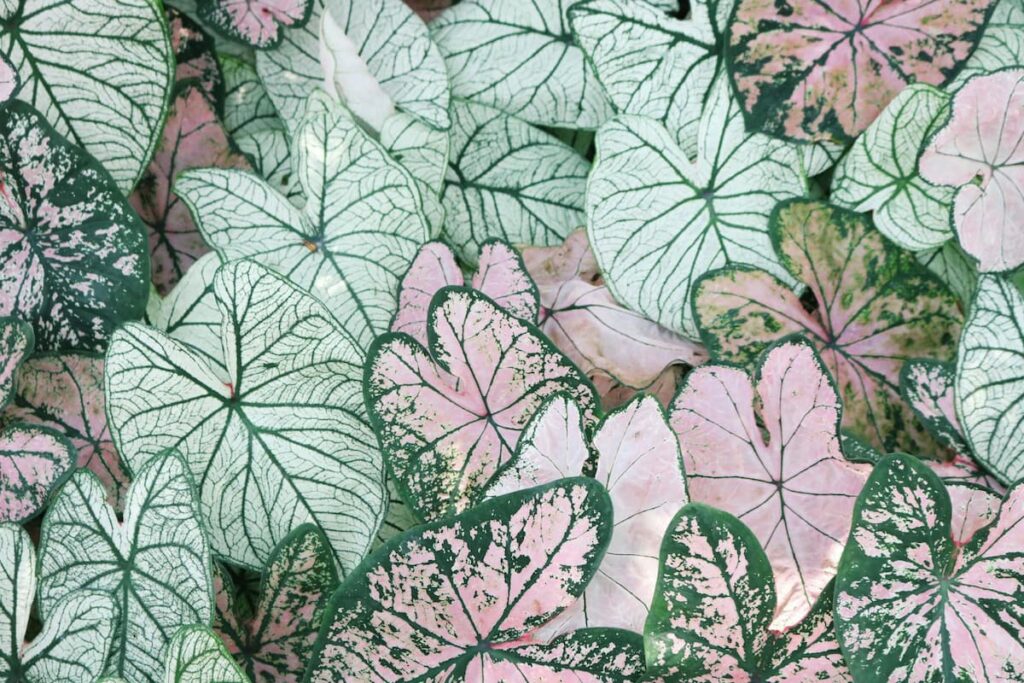 pleiadian characteristics