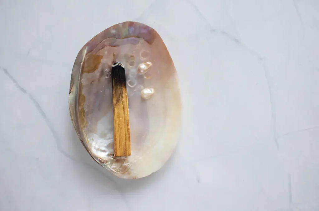 abalone shell 