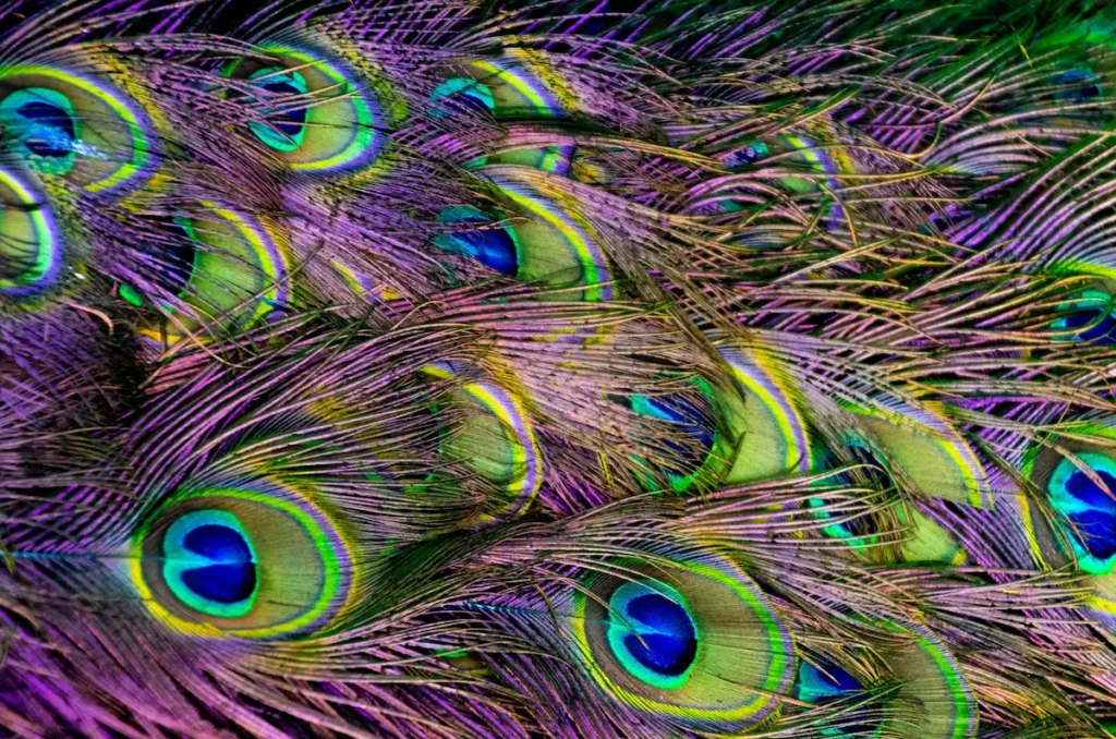 light worker